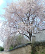 二月堂裏参道桜の木